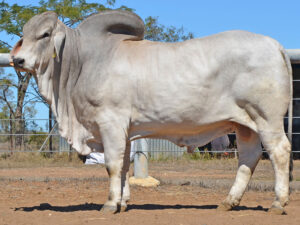 050 HAZELTON AUGUSTUS 5259 (H)