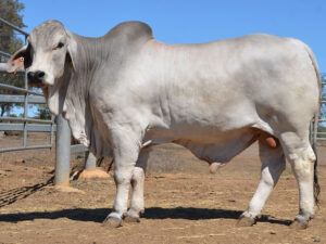 055 HAZELTON WESLEY 5390 (H)