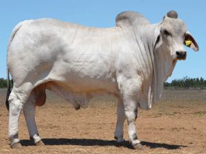06 HAZELTON CASH 5545