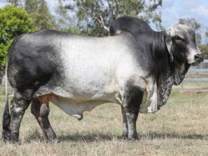 ELROSE EXCEPTION 19519 (PS)