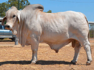 451 AZELTON ANCHORMAN 4372