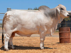 453 HAZELTON ARISOCRAT 4349