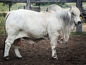 HAZELTON BEAUREGARD 6138 (H)