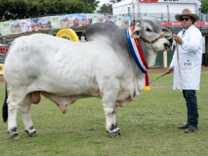 HAZELTON PRIDE OF OZ (AI) (H)