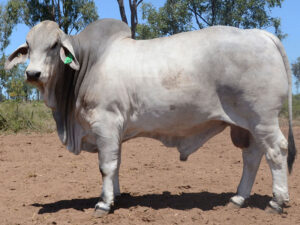 310 HAZELTON FERGUS 4253