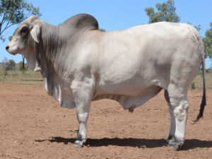 303 HAZELTON FERNANDO 4300