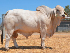452 HAZELTON ALL BULL 4412