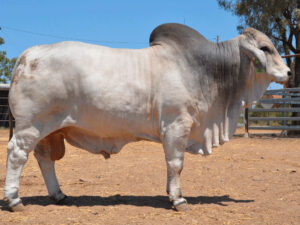 454 HAZELTON ARCHER B581