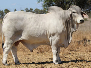 JAFFRA MAXIMUS 5129 (H)