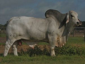JDH HAWK MANSO 666/5 (IMP US) (H)