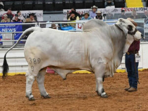 JDH SIR DOMANI MANSO 389/9 (IMP US) (ET) (H)