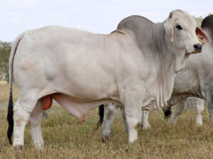 LANCEFIELD S BOSTON 5372/1 (H)