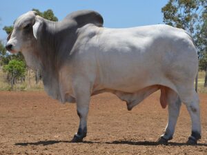 07 HAZELTON AUSSIE 4033 (H)