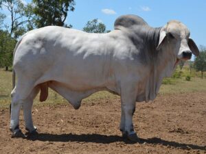 08 HAZELTON THEO 4013 (H)