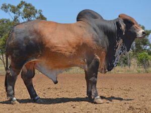 10 HAZELTON B MONO 4155 (H)