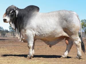 10 HAZELTON POLLED BEASTON B1079 (P)