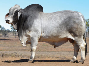 11 HAZELTON POLLED EVEREST 5175 (P)