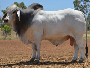13 Herd Bull: HAZELTON RALLY 4218