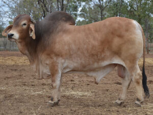 13 HAZELTON POLLED KINGSMAN H1117 (P)