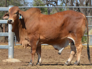 14 HAZELTON KIDSTON B2240