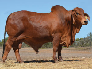 15 HAZELTON POLLED MACAVOY 5213 (P)