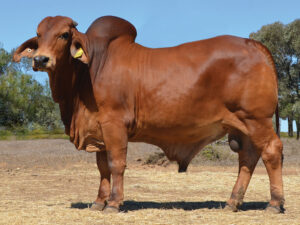 16 HAZELTON POLLED MATEO 5229 (P)