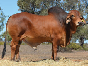 17 HAZELTON POLLED MIGHTY 5216 (P)