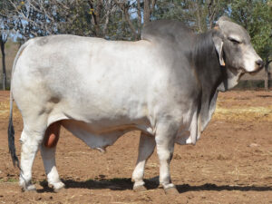 24 HAZELTON DOGGONE B1080