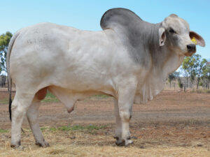 25 HAZELTON POLLED ELDERADO 5165 (P)