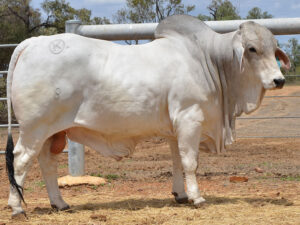 26 HAZELTON FIFITA B2168