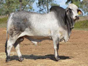 28 HAZELTON ASTROID 5296