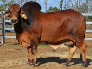 33 HAZELTON POLLED MILHOUSE (P)