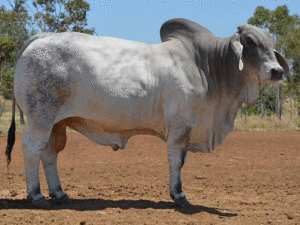 34 Herd Bull: HAZELTON 4342