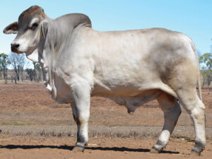 47 HAZELTON CLINKER 5358