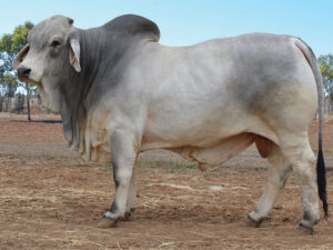 48 HAZELTON LOCKYER H1055