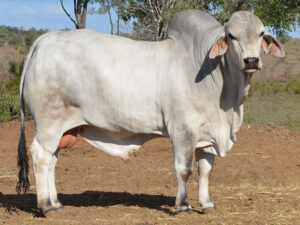 50 HAZELTON BOWEN H1060