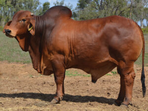 51 HAZELTON POLLED MUNSTER 5218 (P)