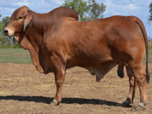 53 HAZELTON POLLED KIDSTON B2243