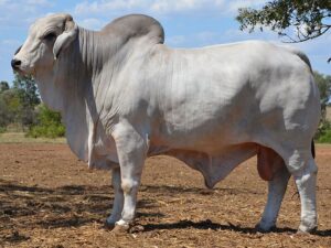 60 HAZELTON AUSTRAL 4019 (H)