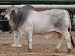 61 HAZELTON RADAR 5335