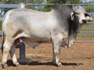 64 HAZELTON HOUSTON H1115