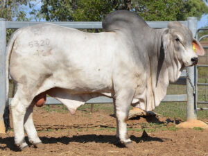 65 HAZELTON RAMBO 5320