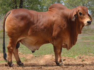 66 HAZELTON POLLED MISSISSIPPI 5235 (P)