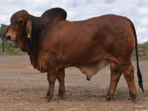 67 HAZELTON POLLED MALIBU 5222 (P)