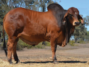 68 HAZELTON POLLED MORRIS 5234 (P)
