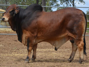 69 HAZELTON POLLED FERGUSON H1154 (P)