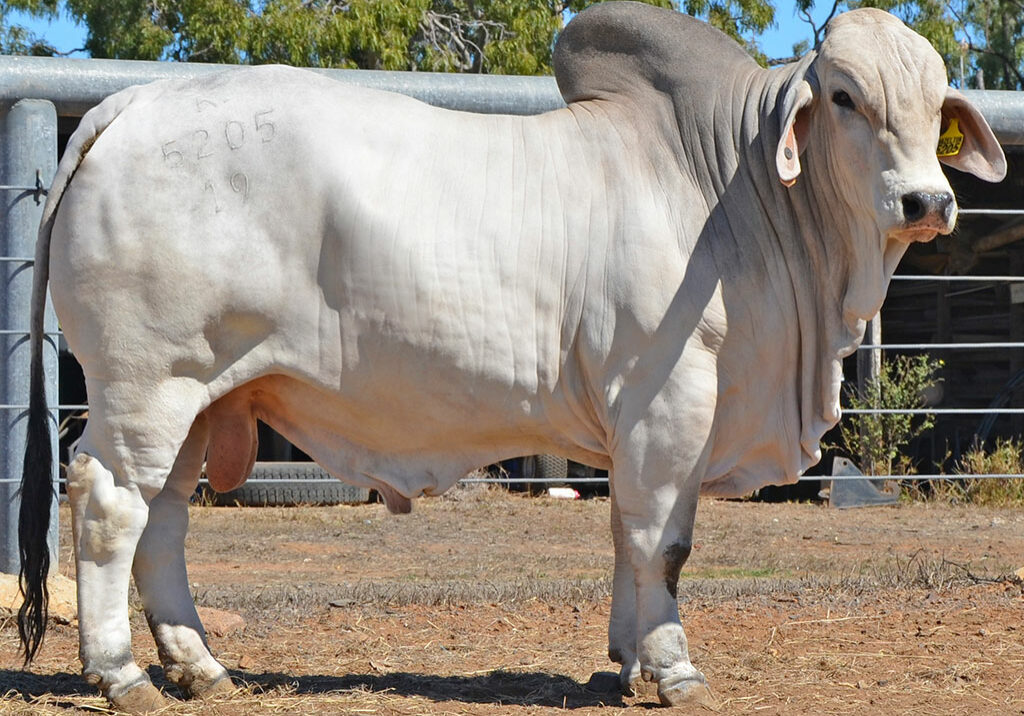 114-HAZELTON-BOSSCO-5205-HAZ5205M