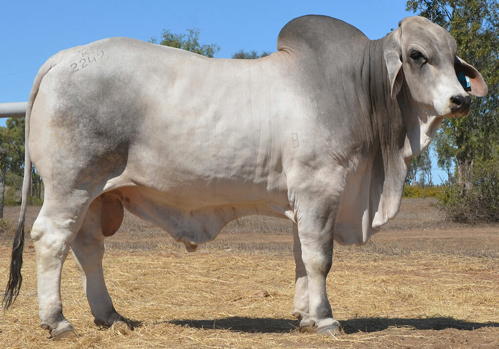 118-HAZELTON-MAXWELL-B2249-HAZB2249M