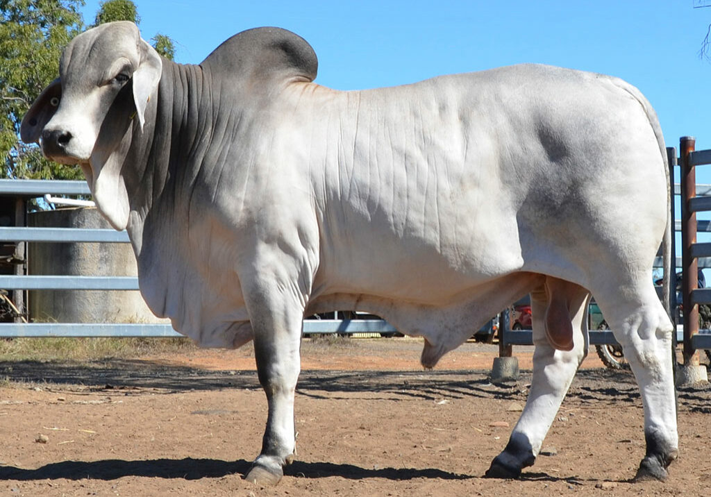 122-HAZELTON-FLOYD-5201-HAZ5201M