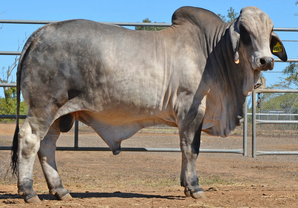 124-HAZELTON-K-CHARLES-5357-HZK5357M